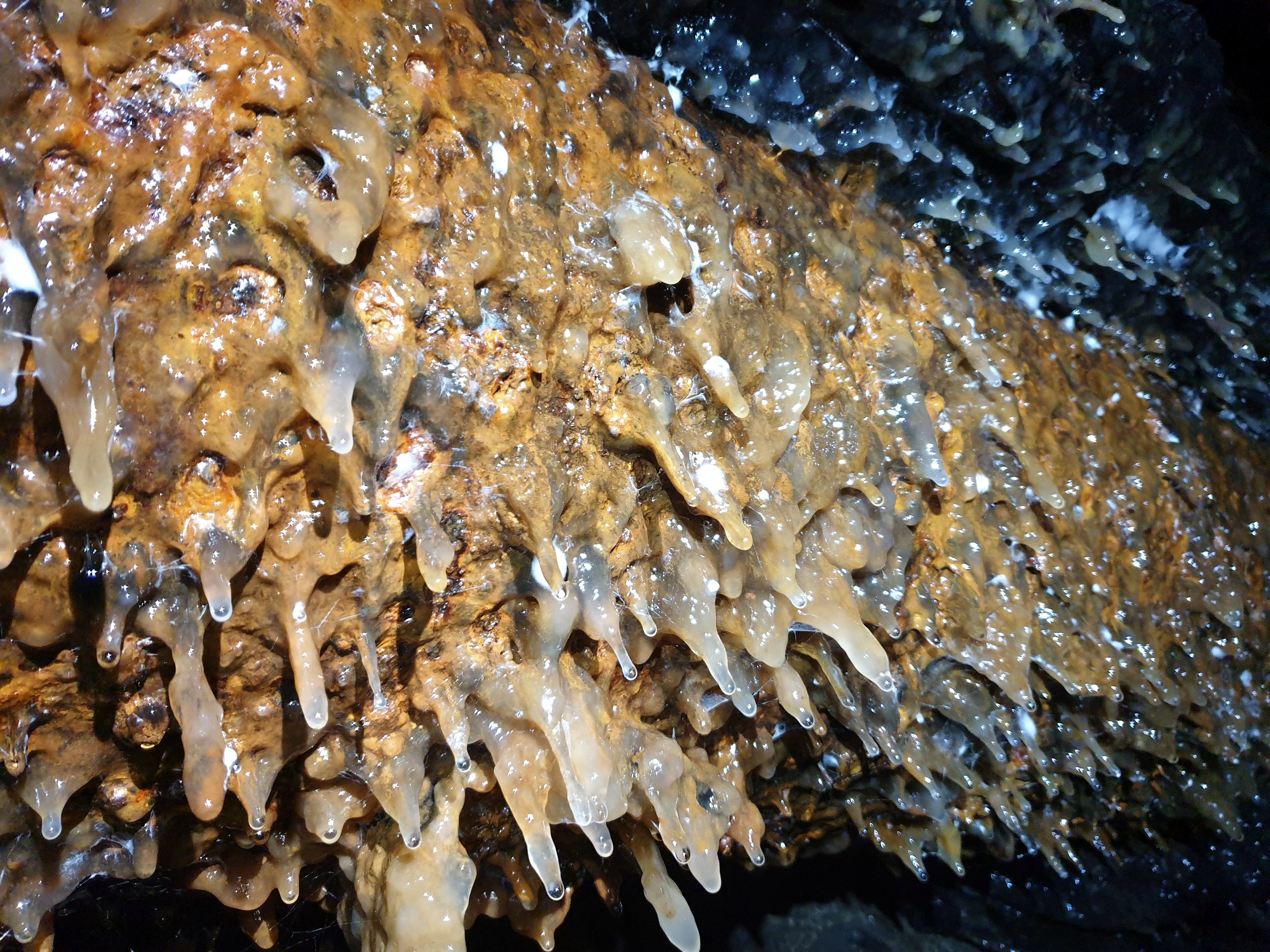 Слиз на стінах підземної річка Полтва у Львові