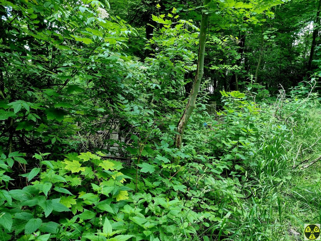Зарослі в яких знаходиться вхід у Бомбосховище