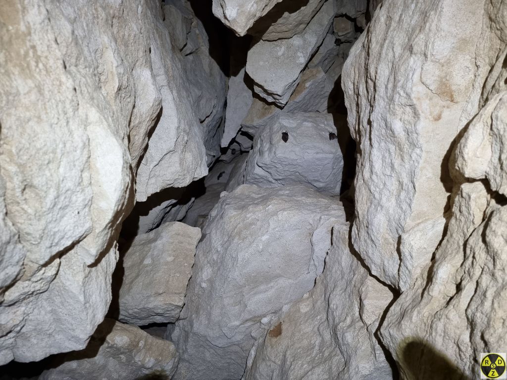 Кажани в печері "Мамонтова-Когутя"