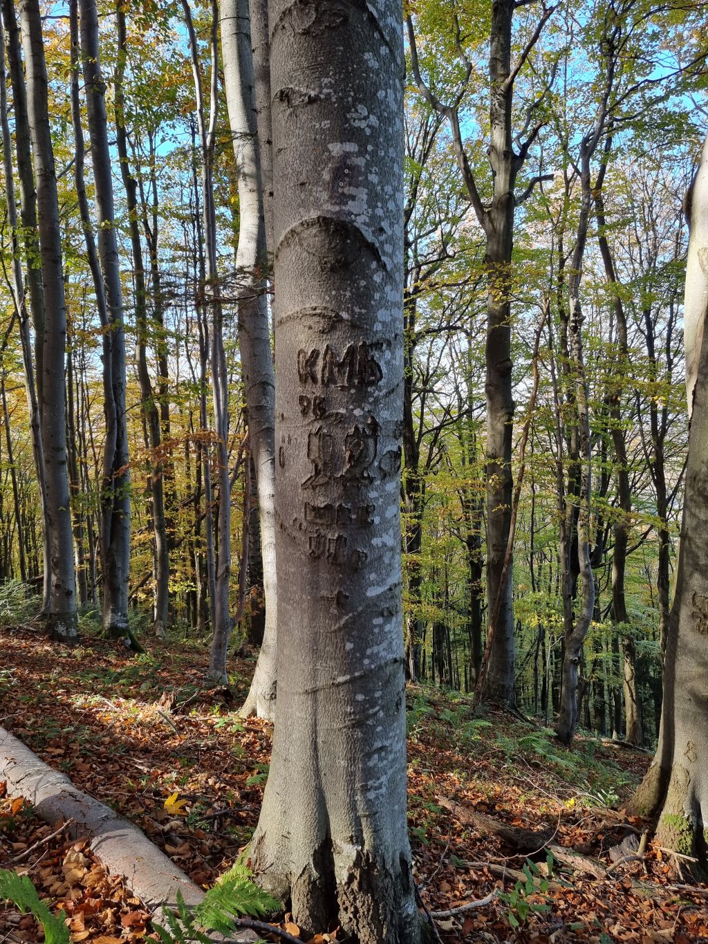 Вандали покоцали дерево ще в 1998 році