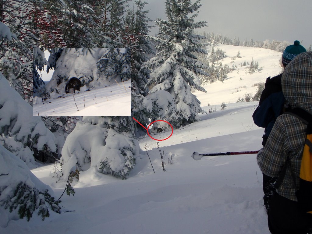 Тут ми вже колись бачили кабана в 2009 році