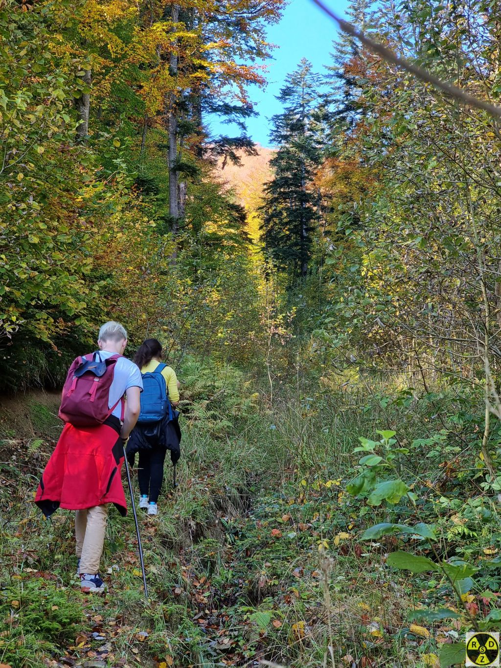 Йдемо старою лісовозною дорогою