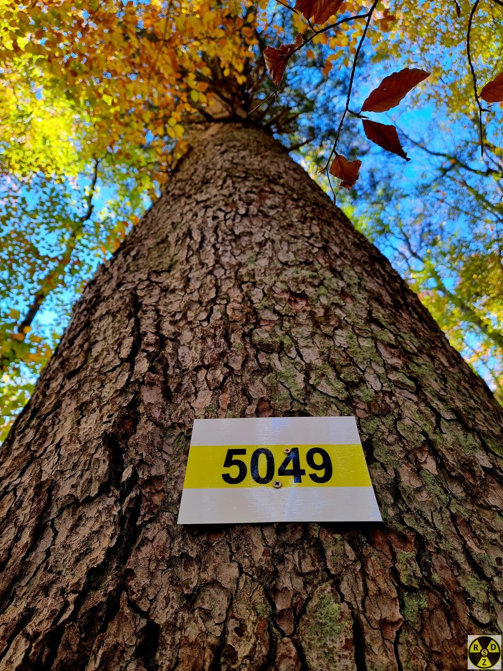 На маршруті є ось такі маркування. Але вони часто сховані в малопомітних місцях. Ну і крутити в живе дерево самонарізи це погана практика :(