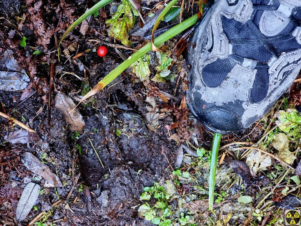 Аж тут на стежці починають попадатися такі от сліди