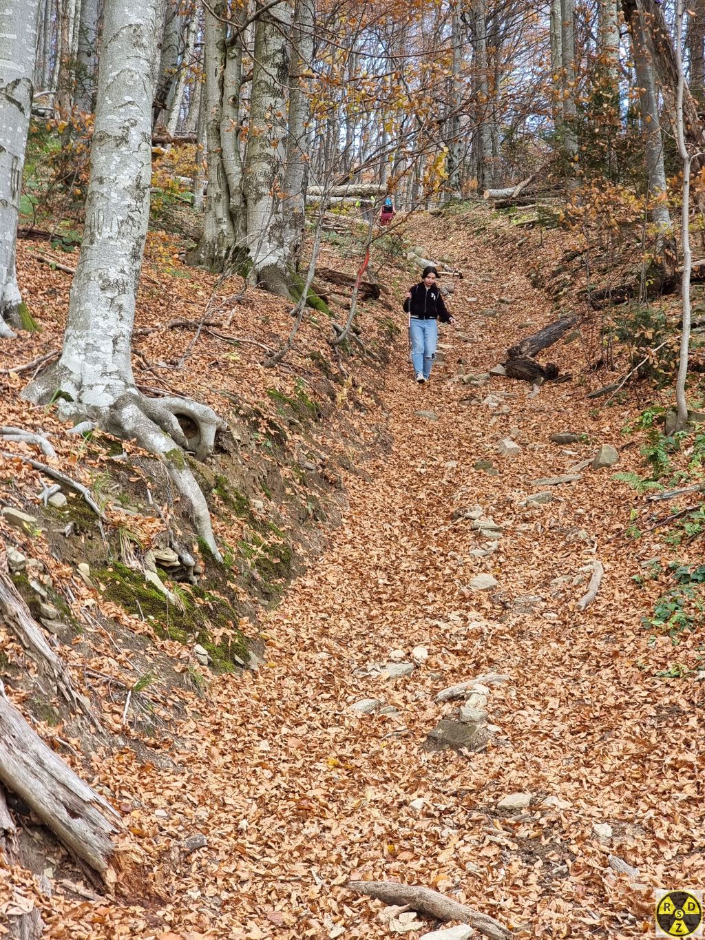 Далі трішки стрімкий спуск лісом