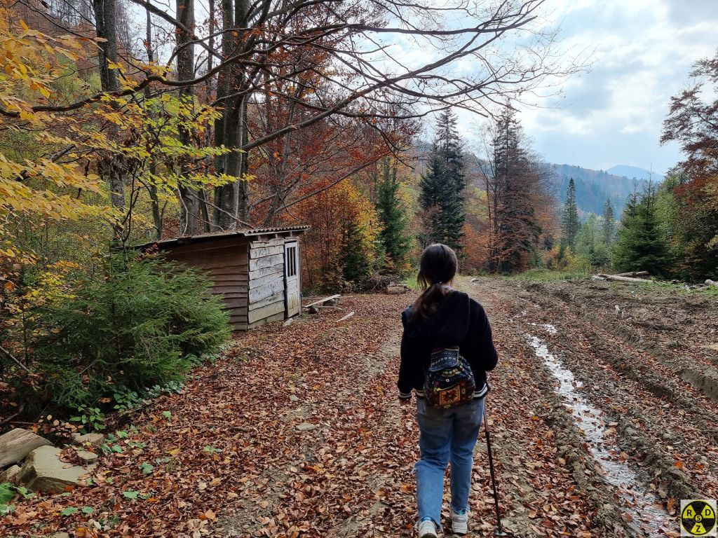 Далі звичайна лісова дорога