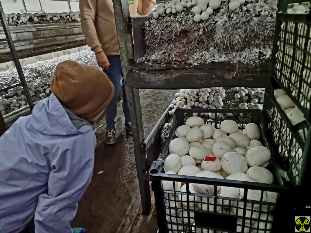 Під час збирання грибів важливо якомога менше до них торкатися. На місці дотику він скоріше чорніє