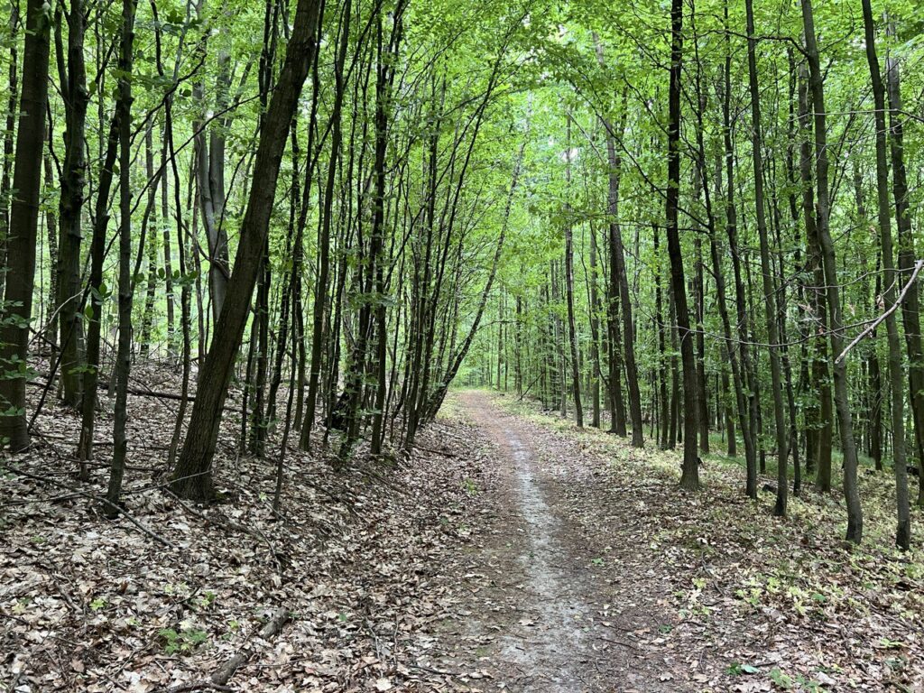 Стежка лісом до валуна Триніг