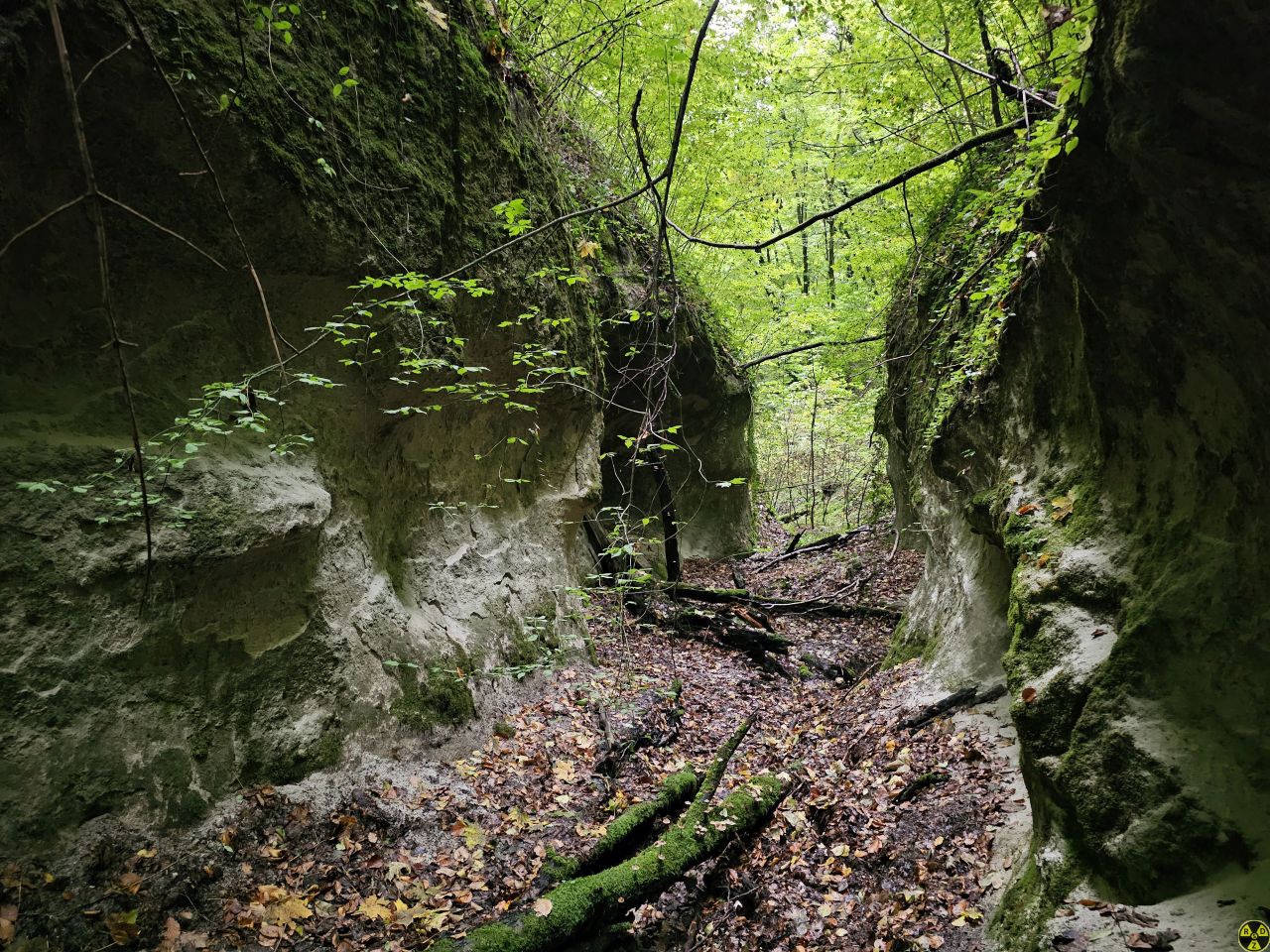 Дно каньйону вкрито пралісом. Якщо якщо його розчистити, він стане ще глибшим